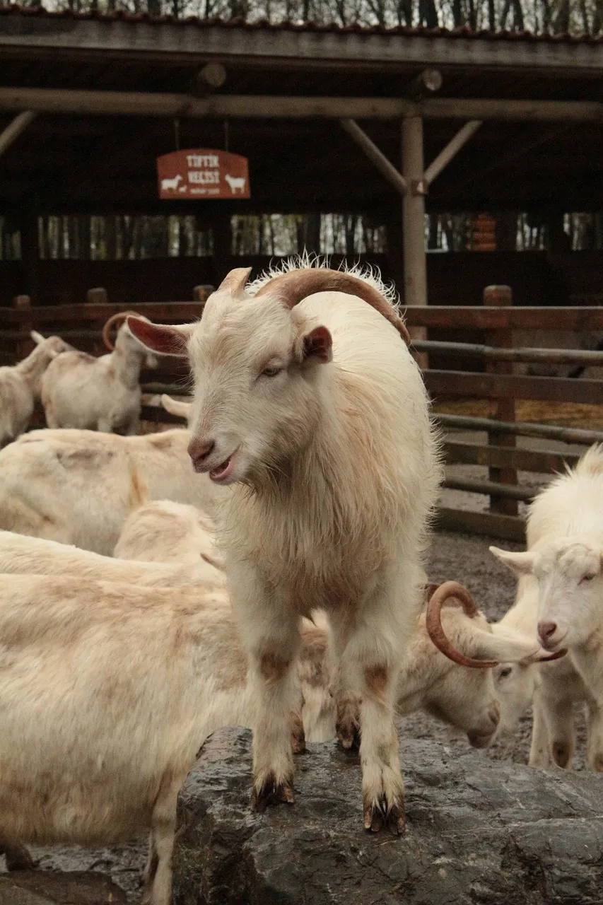 Streichelzoo Aalen – Tiererlebnis für Kinder & Familien in Ostwürttemberg