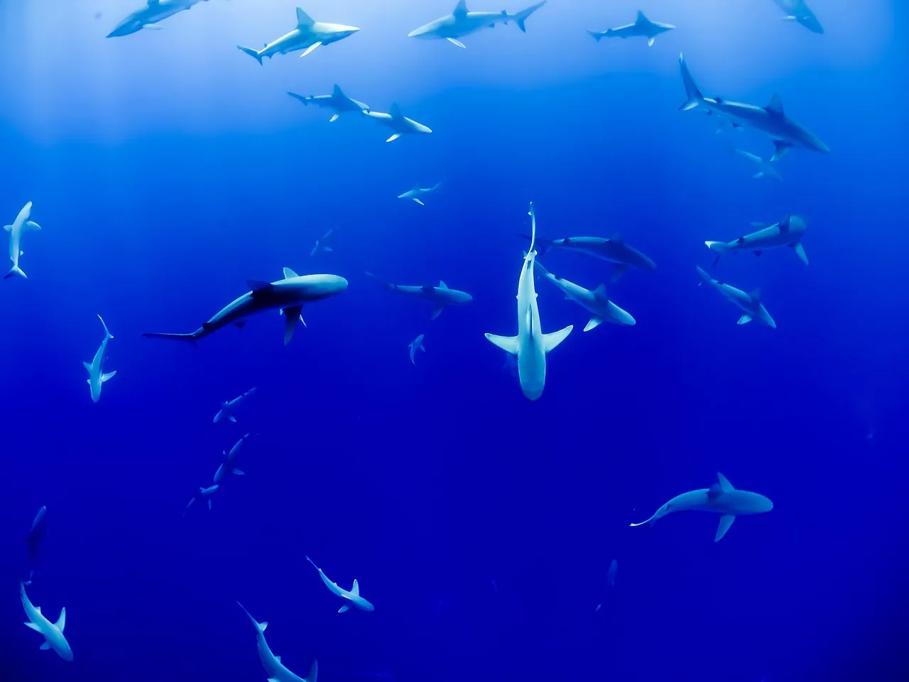 Haie in Makadi Bay – Gefahr oder faszinierendes Naturerlebnis?
