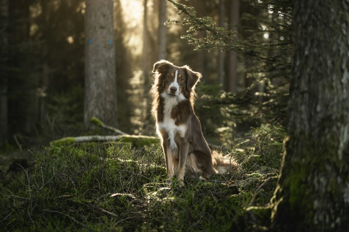 Urlaub mit Hund: Was wirklich zählt bei der Wahl der Region und Unterkunft